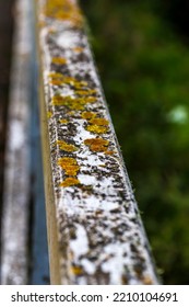 Close-up Of Yellow Mold Growing On A White Railing