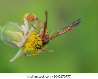 241 Mud Hornet Images, Stock Photos & Vectors | Shutterstock