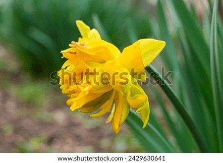 Close-up of yellow narcissus flower with green leaves in the home garden or park. Yellow daffodil spring blossom. Yellow narcissus. Narcissus Jonquilla.
Beautiful spring nature background