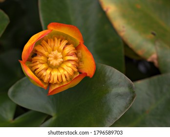 nuphar lutea aquarium