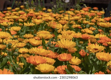 Closeup of the yellow and orange flowers of Calendula officinalis or common marigold.