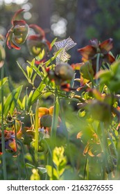 Closeup Of A Yellow Pitcherplant