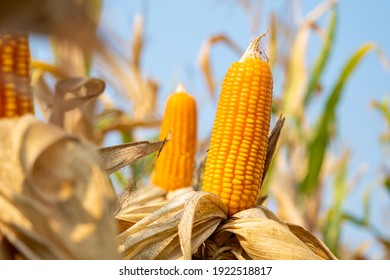 close-up yellow ripe corn on stalks for harvest in agricultural cultivated field, fodder industry