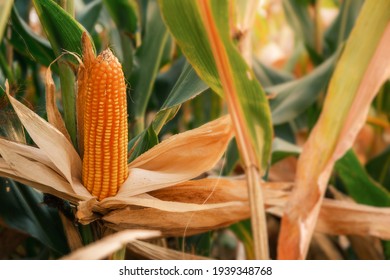 close-up yellow ripe corn on stalks for harvest in agricultural cultivated field
