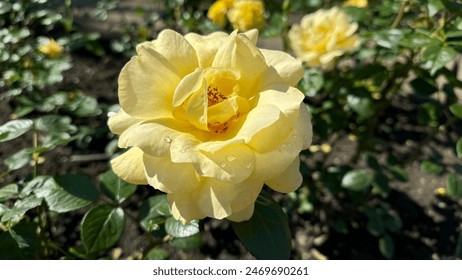 Close-up of a yellow rose in full bloom with dewdrops on its petals. The flower is set against a background of green leaves, capturing the beauty of a sunny garden - Powered by Shutterstock