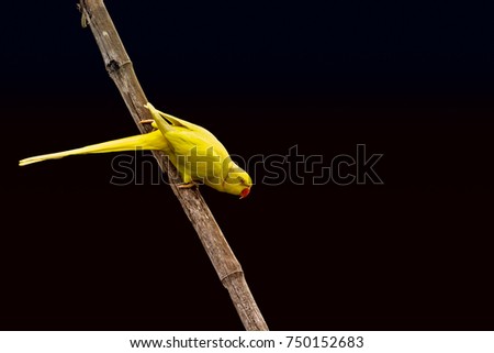 Similar – Image, Stock Photo snack bar Pet Bird 1