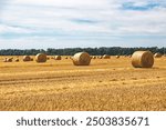 Closeup of a Yellow Round Straw Bale background.Field landscape with blue sky. Wheat field after harvesting.Harvesting hay bales.Haystacks.Farming