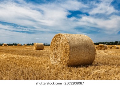 Closeup of a Yellow Round Straw Bale background.Field landscape with blue sky. Wheat field after harvesting.Harvesting hay bales.Haystacks.Farming - Powered by Shutterstock