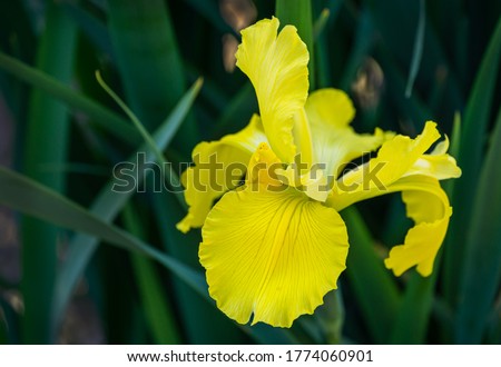 Close-up of yellow Siberian Iris (Iris sibirica) or Siberian flag against blurred green background. Perennial plant with yellow flowers. There is place for your text