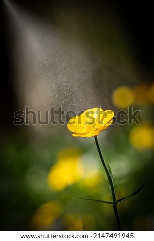 Similar – Image, Stock Photo wimps Flowerpot Plant