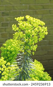 Close-up of yellow spurge flowers in early spring, growing beside a brick wall.