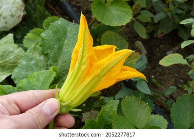 Close-up Yellow Squash Flower In Open Field Garden,