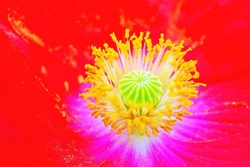 Close-up Of Yellow Stamens And Pistils Of Red Poppy Flower