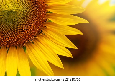 Close-up yellow sunflower in full bloom on sunny summer, yellow sunflower, and fields blurred in the background. Focus on the petal. - Powered by Shutterstock
