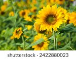 Close-up yellow sunflowers with a blurry background.