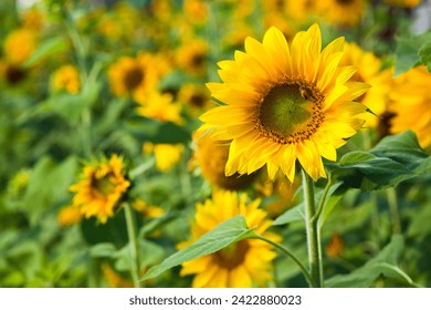 Close-up yellow sunflowers with a blurry background. - Powered by Shutterstock