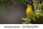 A closeup of a Yellow warbler on a tree branch during spring migration at Magee Marsh Wildlife  area