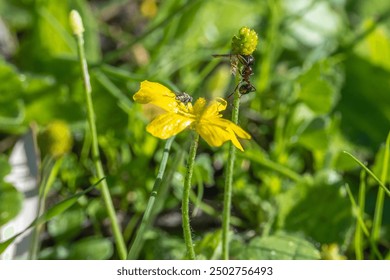 Close-up of a yellow wildflower with a fly on one petal and an ant climbing a nearby stem, set against a blurred green background. - Powered by Shutterstock