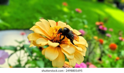 Close-up of a yellow zinnia flower with a bee on it. Florida, June 25, 2024 - Powered by Shutterstock