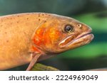 Close-up of a Yellowstone cutthroat trout (Oncorhynchus clarkii bouvieri). 