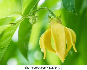 Closeup Ylang-ylang flower with green leaf background after rain