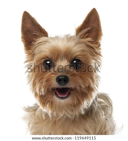 Close-up of Yorkshire Terrier, 9 years old, looking at camera against white background