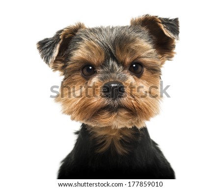 Close-up of a Yorkshire Terrier looking severly at the camera, 6 years old, isolated on white