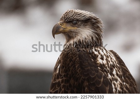 Closeup of a young bald eagle in the wilderness of Alaska.
