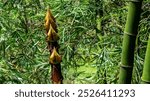 close-up of young bamboo shoots emerging from a dense bamboo forest.