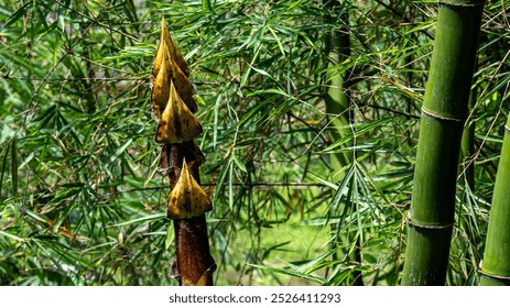 close-up of young bamboo shoots emerging from a dense bamboo forest. - Powered by Shutterstock