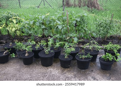 Close-up of a young bonsai tree growing in a black pot with fresh green leaves and wet soil. Perfect for concepts of gardening, bonsai cultivation, nature care, and small plant growth - Powered by Shutterstock