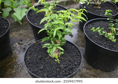 Close-up of a young bonsai tree growing in a black pot with fresh green leaves and wet soil. Perfect for concepts of gardening, bonsai cultivation, nature care, and small plant growth - Powered by Shutterstock