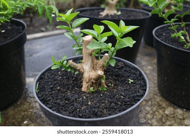 Close-up of a young bonsai tree growing in a black pot with fresh green leaves and wet soil. Perfect for concepts of gardening, bonsai cultivation, nature care, and small plant growth - Powered by Shutterstock