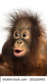 Close-up of a young Bornean orangutan looking amazed, Pongo pygmaeus, 18 months old, isolated on white
