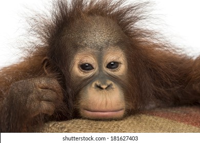 Close-up of a young Bornean orangutan looking tired, looking at the camera, Pongo pygmaeus, 18 months old, isolated on white