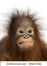 Close-up of a young Bornean orangutan making a face, Pongo pygmaeus, 18 months old, isolated on white