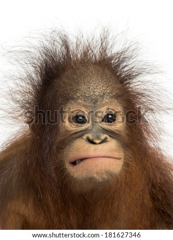 Close-up of a young Bornean orangutan making a face, Pongo pygmaeus, 18 months old, isolated on white
