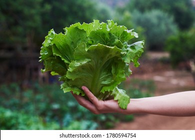Nahaufnahme eines jungen kaukasischen Mannes, der in der Hand einen Butterkopfsalat hält, der frisch in einem organischen Obstgarten gesammelt wurde