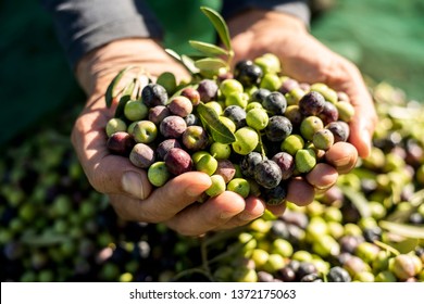 closeup of a young caucasian man with a pile of olives in his hands freshly collected during the harvesting in an olive grove in Catalonia, Spain - Powered by Shutterstock