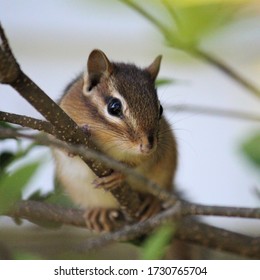 Closeup Of Young Chipmunk On A Branch