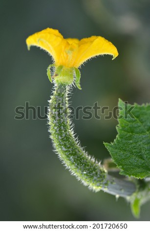 Similar – Young cucumber plant