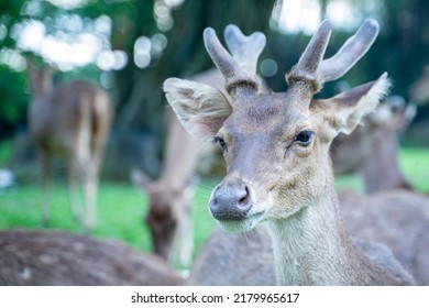 close-up young deer in the park
