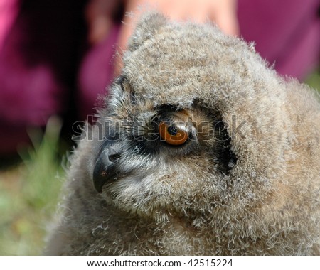 Closeup of a young Eagle Owl