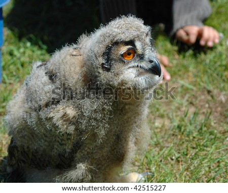 Closeup of a young Eagle Owl