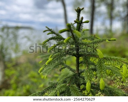 Similar – Image, Stock Photo Close up young evergreen pine tree branches with long its needles in the forest or park on sunny day. Christmas, New year gift card. Coniferous lush fir. Festive natural background