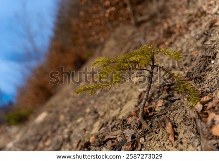 Similar – Image, Stock Photo Close up young evergreen pine tree branches with long its needles in the forest or park on sunny day. Christmas, New year gift card. Coniferous lush fir. Festive natural background