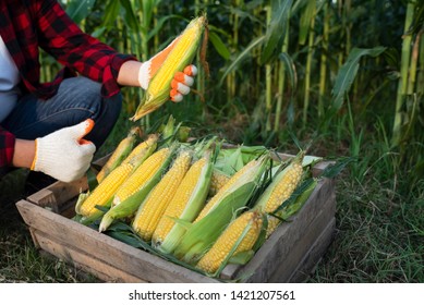 Closeup of young farmers harvesting corn during the agricultural season, increasing income - Shutterstock ID 1421207561