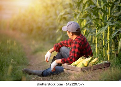 Closeup of young farmers harvesting corn during the agricultural season, increasing income - Shutterstock ID 1421207579