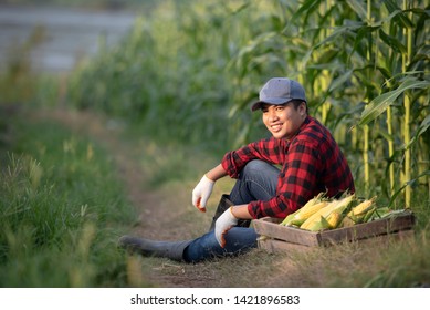Closeup of young farmers harvesting corn during the agricultural season, increasing income - Shutterstock ID 1421896583