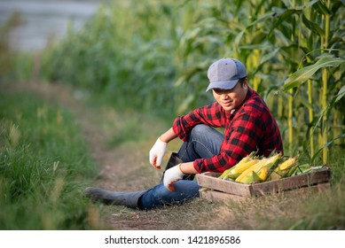 Closeup of young farmers harvesting corn during the agricultural season, increasing income - Shutterstock ID 1421896586